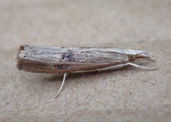 Parapediasia teterrellus