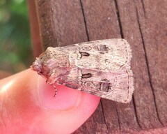 Agrotis bigramma