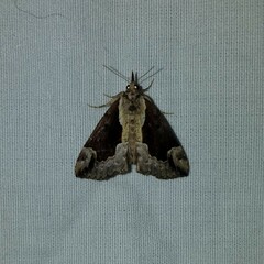 Hypena baltimoralis