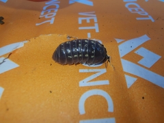 Armadillidium