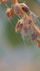 Larinioides cornutus