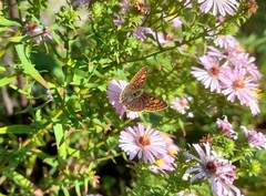 Lycaena tityrus