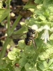 Anthidium manicatum