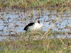 Sarkidiornis melanotos