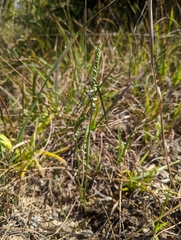 Spiranthes lacera gracilis