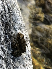 Rana boylii