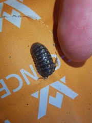 Armadillidium