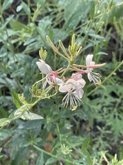 Oenothera gaura