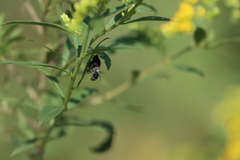 Phidippus apacheanus