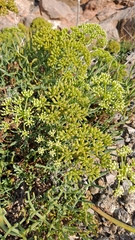 Crithmum maritimum