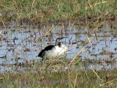 Sarkidiornis melanotos