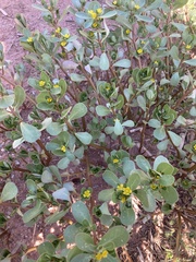 Portulaca oleracea