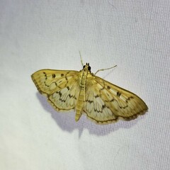 Herpetogramma