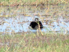 Sarkidiornis melanotos