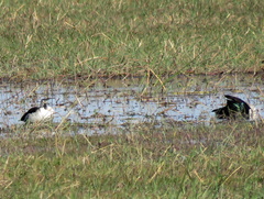 Sarkidiornis melanotos