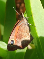 Cassionympha cassius