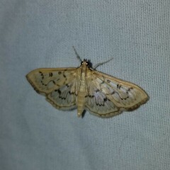 Herpetogramma