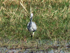 Ardea cinerea cinerea