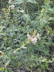 Oenothera gaura