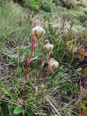 Campanula barbata