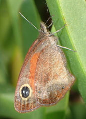Cassionympha cassius