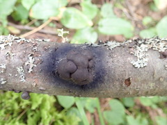 Daldinia childiae