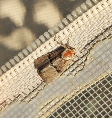 Mesoligia furuncula