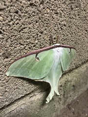 Actias luna