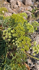 Crithmum maritimum