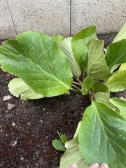 Bergenia