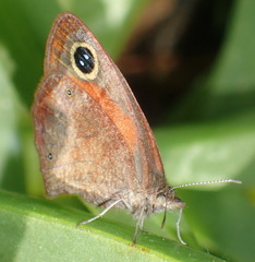 Cassionympha cassius