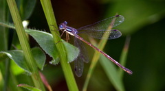 Lestes rectangularis