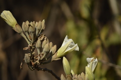 Ipomoea murucoides