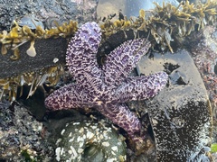 Pisaster ochraceus