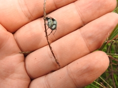 Macrodactylus nigripes