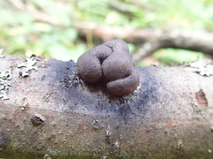 Daldinia childiae