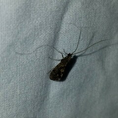 Trichoptera