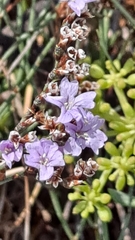 Limonium vulgare