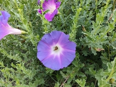 Ipomoea stans