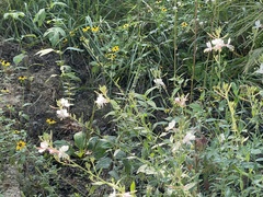 Oenothera gaura