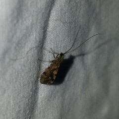 Trichoptera