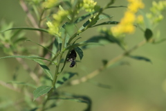 Phidippus apacheanus