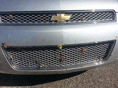 Arphia pseudonietana