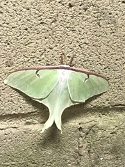 Actias luna