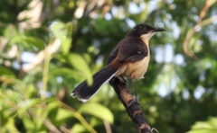 Donacobius atricapilla