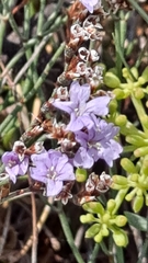 Limonium vulgare