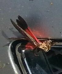 Arphia pseudonietana