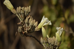 Ipomoea murucoides