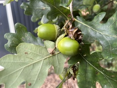 Andricus quercuscalicis