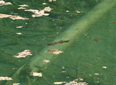 Salvelinus fontinalis